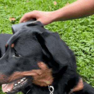 Cepillo PeluCare® Bestseller