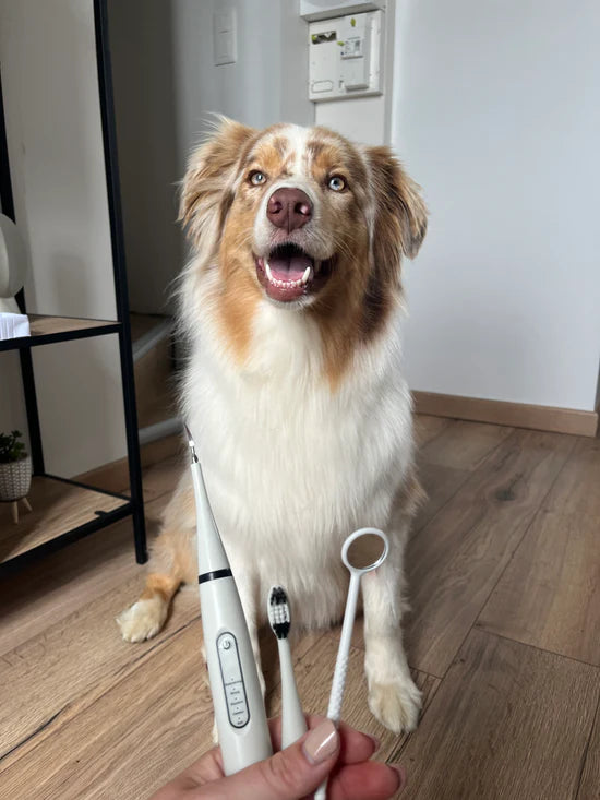 Por fin le hemos solucionado su problema a mi  perrita Roxy ❤️